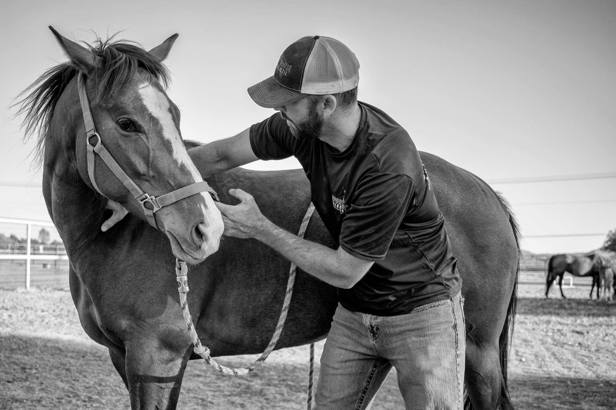 an image of Dr. Mike Adney doing a chiropractic adjustment to a horse